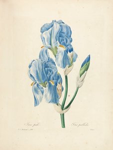 Iris Pallida, engraved by Victor, from 